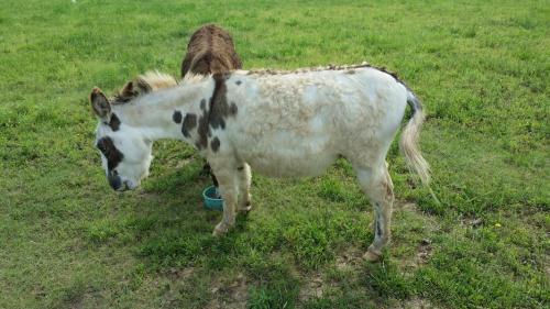 Frontier Legends Klondike Kate